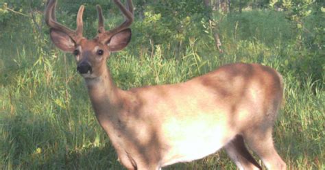 Deer Lottery Held, Licenses Remain .